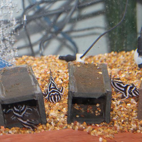 For Sale 3 F1 L046 Zebra Plecos Forums